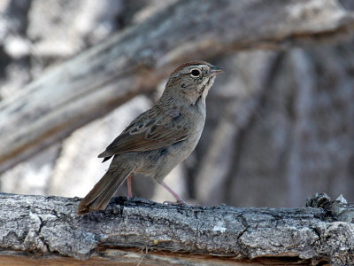 IMG_8422 Rufous-crowned  Sparrow.jpg
