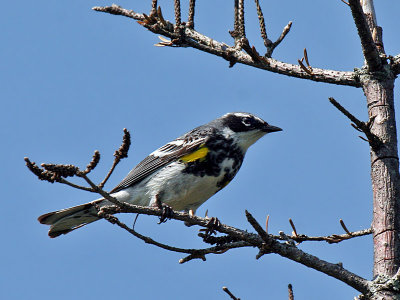 IMG_5109 Yellow-rumped Warbler.jpg