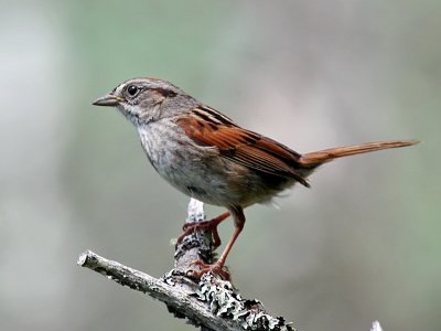 IMG_6103 Swamp Sparrow.jpg