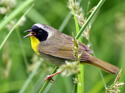 IMG_6273 Common Yellowthroat.jpg