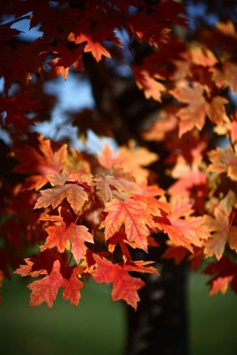 Autumn Maple