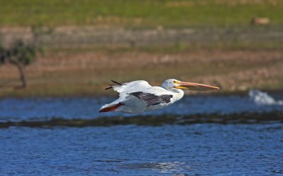 White pelican