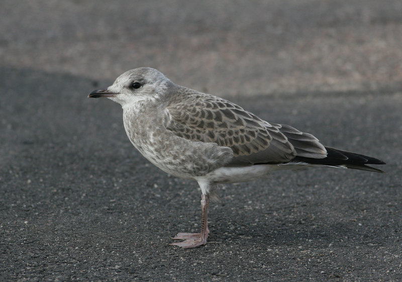 Common Gull (Larus c. canus) - fiskms