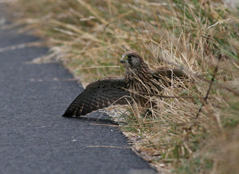 Kestrel  (Falco tinnunculus)