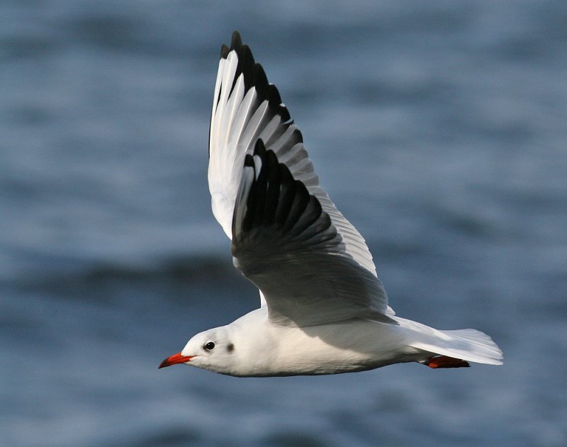 Black-headed Gull (Larus ridibundus) - skrattms