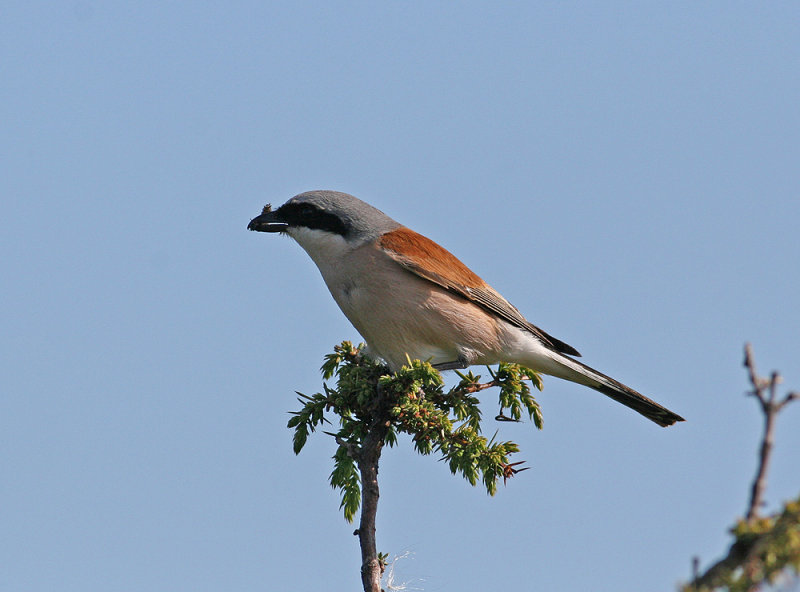 Red-backed Shrike (Lanius collurio)