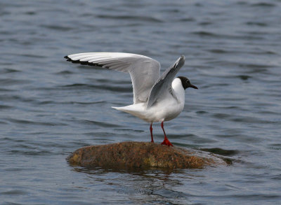 Black-headed Gull (Larus ridibundus)