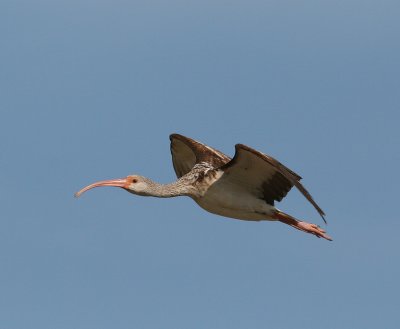 White Ibis (Eudocimus albus)