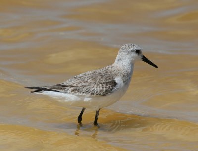 Sanderling (Calidris alba)