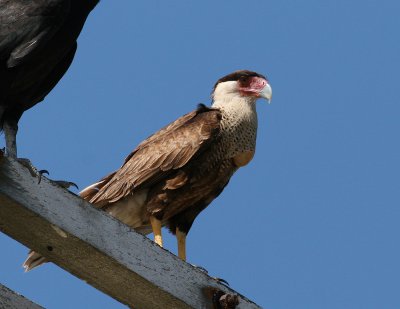 Northern Caracara (Caracara cheriway)