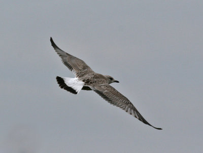 Common Gull (Larus c. canus) - fiskms