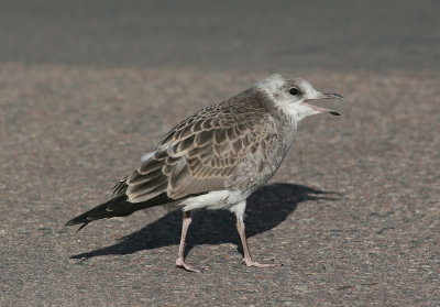 Common Gull (Larus c. canus) - fiskmås