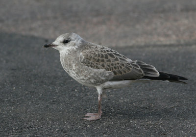 Common Gull (Larus c. canus) - fiskmås