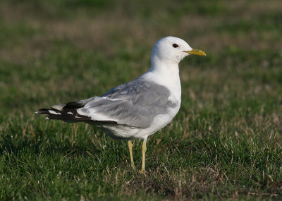 Common Gull (Larus c. canus) - fiskmås