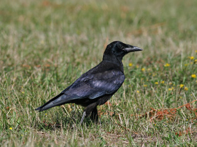 Rook (Corvus frugilegus) - råka