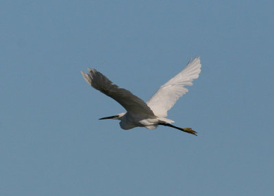 Little Egret (Egretta garzetta)
