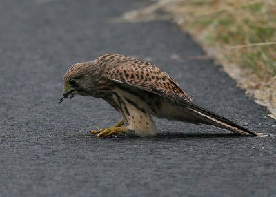 Kestrel  (Falco tinnunculus)