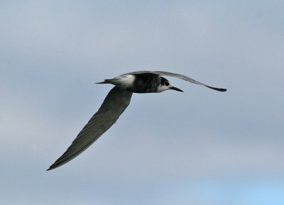 Black Tern (Chlidonias niger) - svarttrna