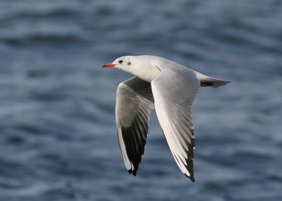 Black-headed Gull (Larus ridibundus) - skrattms