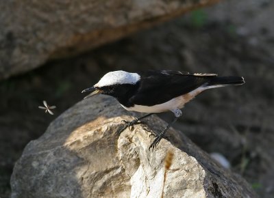 South Arabian Wheatear (Oenanthe (lugens) lugentoides)