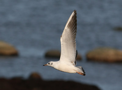 Black-headed Gull (Larus ridibundus) - skrattms