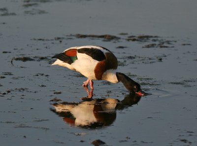 Common Shelduck (Tadorna tadorna)