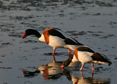 Common Shelduck (Tadorna tadorna)