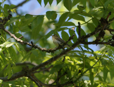 Greenish Warbler (Phylloscopus trochiloides)
