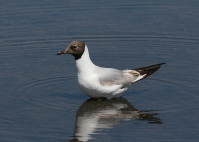 Black-headed Gull (Larus ridibundus) - skrattms