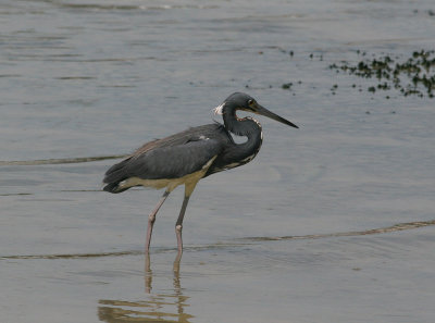 Tricolored Heron (Egretta tricolor)