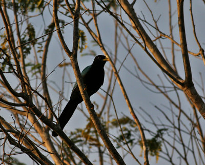 Yucatan Jay (Cyanocorax yucatanicus)