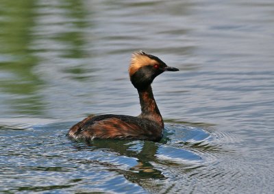 Horned Grebe (Podiceps auritus) - svarthakedopping
