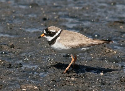 Ringed Plover (Charadius hiaticula)