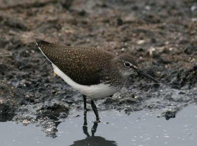 Green Sandpiper (Tringa ochropus)