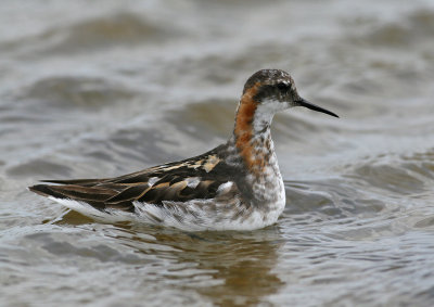 Red-necked Phalarope (Phalaropus lobatus)