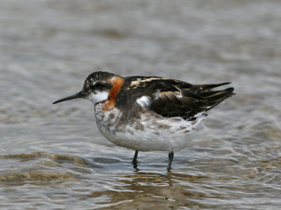 Red-necked Phalarope (Phalaropus lobatus)