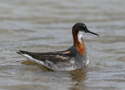 Red-necked Phalarope (Phalaropus lobatus)