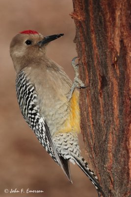 Gila Woodpecker, Male