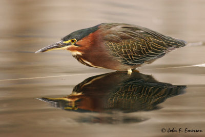 Green-Back Heron from Kayak