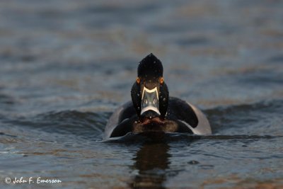 Ring-Neck Duck