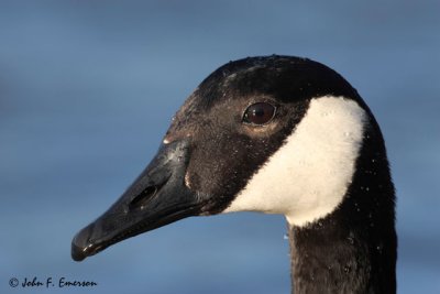 Canada Goose