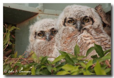 Great Horned Owl, Chicks