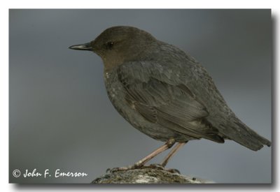 American Dipper