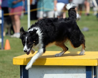 Y Agility Trail 9/2006
