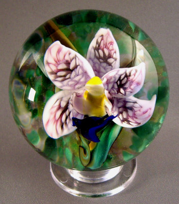 Vanda Lace Orchid
