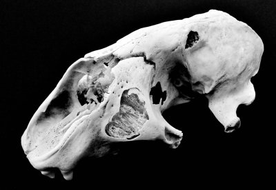 Seal's skull