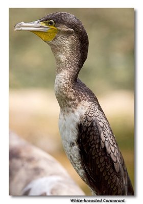 White-breasted Cormorant