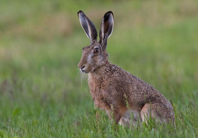 Hare - Hare- Lepus europaeus