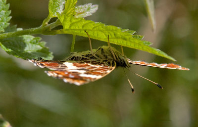 Map Butterfly laying eggs - Araschina levana - Nldesommerfugl