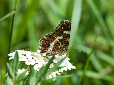 Map Butterfly - Araschina levana - Nldesommerfugl 2. generation